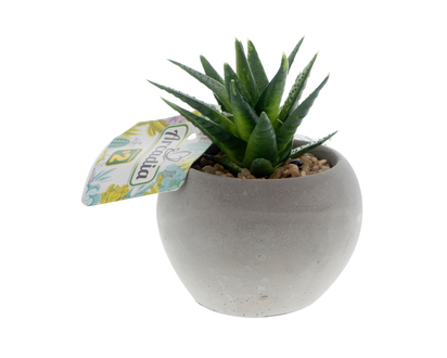 Mini pot en ciment a/plante succulente - 6.5cm Dia
