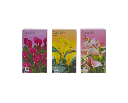Flower Bulbs