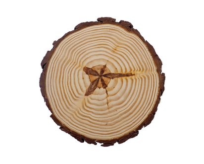 Thick Tree Trunk Slice With Bark - 24cm